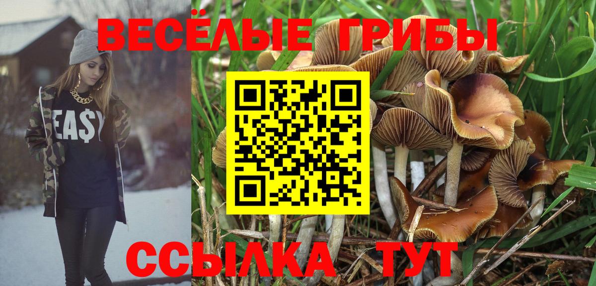 Галлюциногенные грибы прущие грибы  Вход с VPN  Тольятти  Галлюциногенные грибы Cubensis 